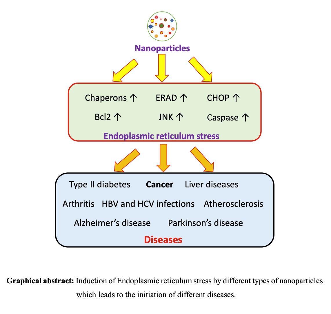 Molecules Free Full Text Endoplasmic Reticulum Stress Provocation By Different Nanoparticles An Innovative Approach To Manage The Cancer And Other Common Diseases Html