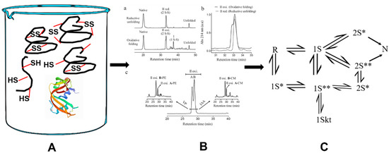 Revisiting the Formation of a Native Disulfide Bond: Consequences for ...