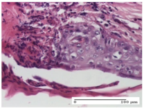 Molecules 25 05356 i001 Molecules 25 05356 i001