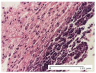 Molecules 25 05356 i002 Molecules 25 05356 i002