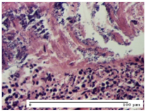 Molecules 25 05356 i003 Molecules 25 05356 i003