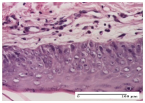 Molecules 25 05356 i010 Molecules 25 05356 i010
