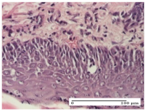 Molecules 25 05356 i013 Molecules 25 05356 i013