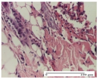 Molecules 25 05356 i014 Molecules 25 05356 i014