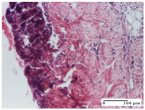 Molecules 25 05356 i017 Molecules 25 05356 i017