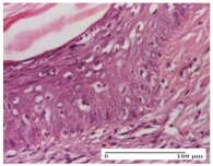 Molecules 25 05356 i019 Molecules 25 05356 i019