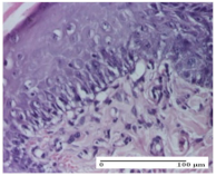 Molecules 25 05356 i020 Molecules 25 05356 i020