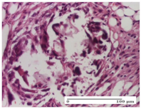 Molecules 25 05356 i022 Molecules 25 05356 i022