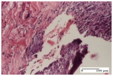 Molecules 25 05356 i023 Molecules 25 05356 i023