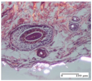 Molecules 25 05356 i033 Molecules 25 05356 i033