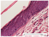 Molecules 25 05356 i036 Molecules 25 05356 i036