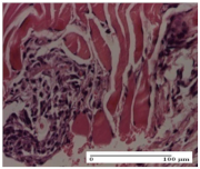 Molecules 25 05356 i039 Molecules 25 05356 i039