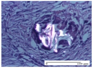 Molecules 25 05356 i041 Molecules 25 05356 i041