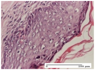 Molecules 25 05356 i042 Molecules 25 05356 i042