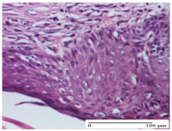 Molecules 25 05356 i051 Molecules 25 05356 i051