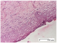 Molecules 25 05356 i054 Molecules 25 05356 i054