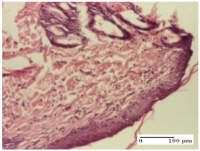Molecules 25 05356 i059 Molecules 25 05356 i059