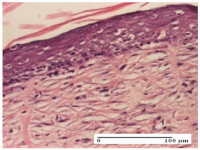 Molecules 25 05356 i072 Molecules 25 05356 i072