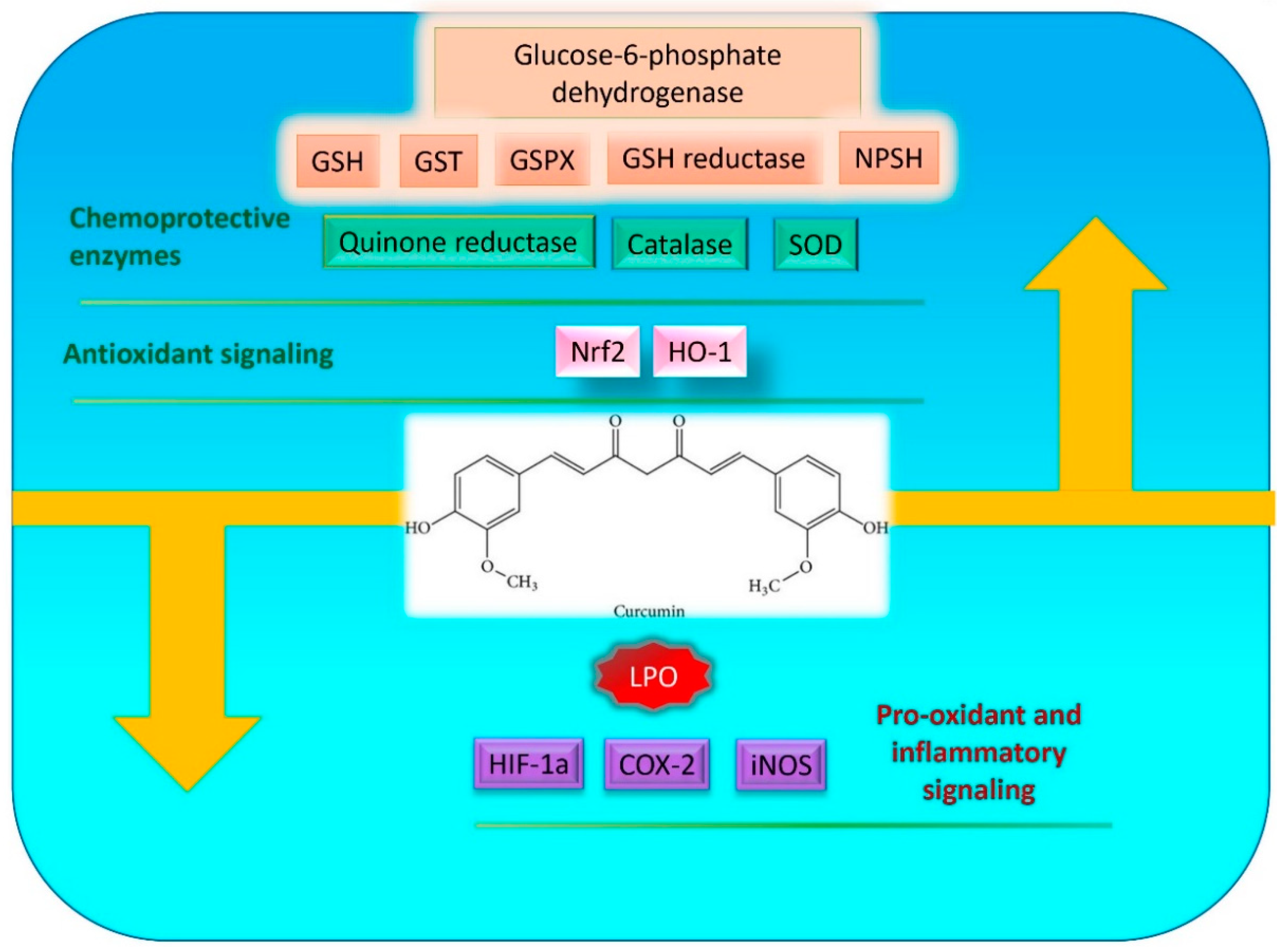 Molecules 25 05390 g001 Molecules 25 05390 g001