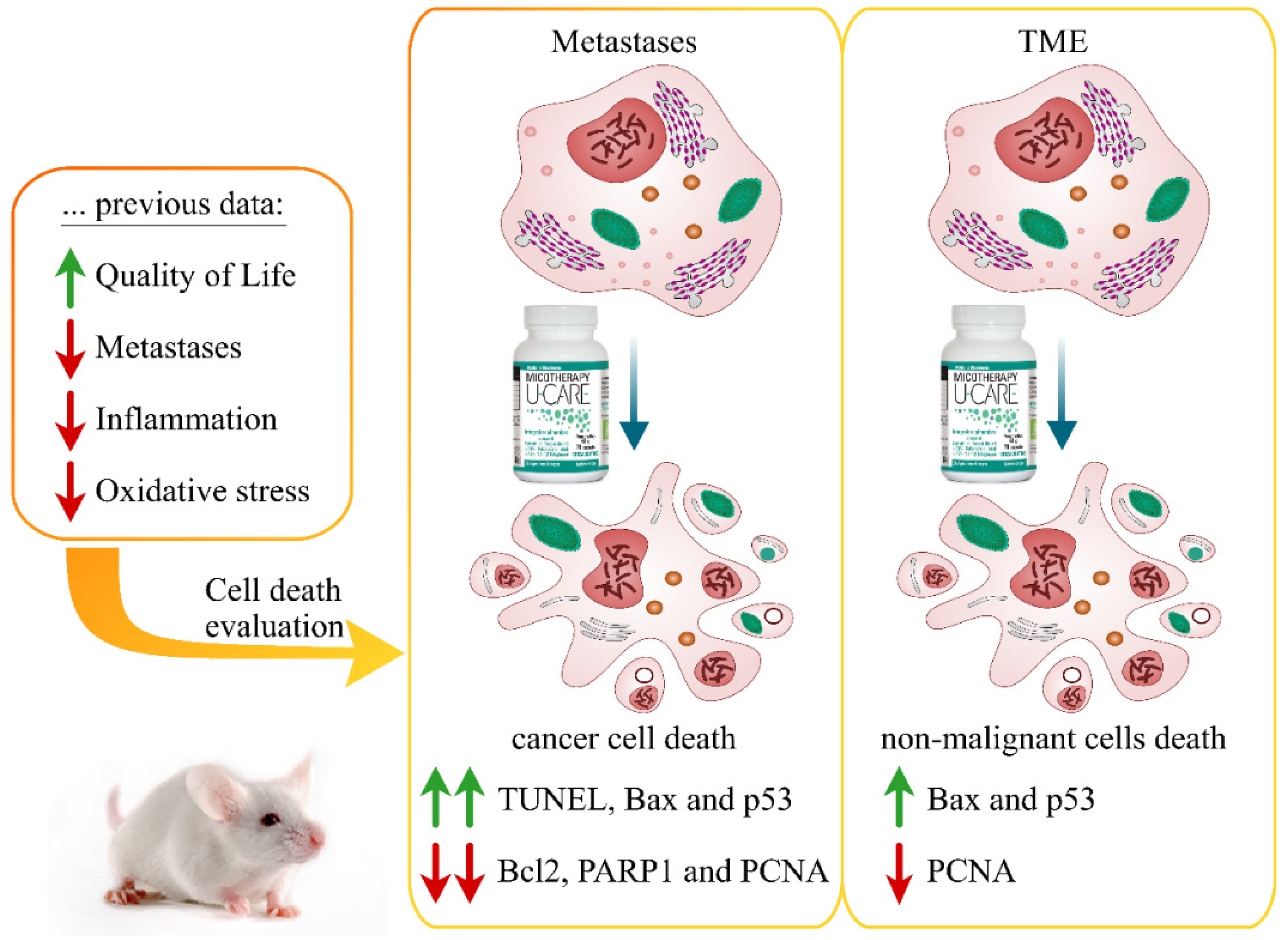 Molecules 25 05400 g001 Molecules 25 05400 g001
