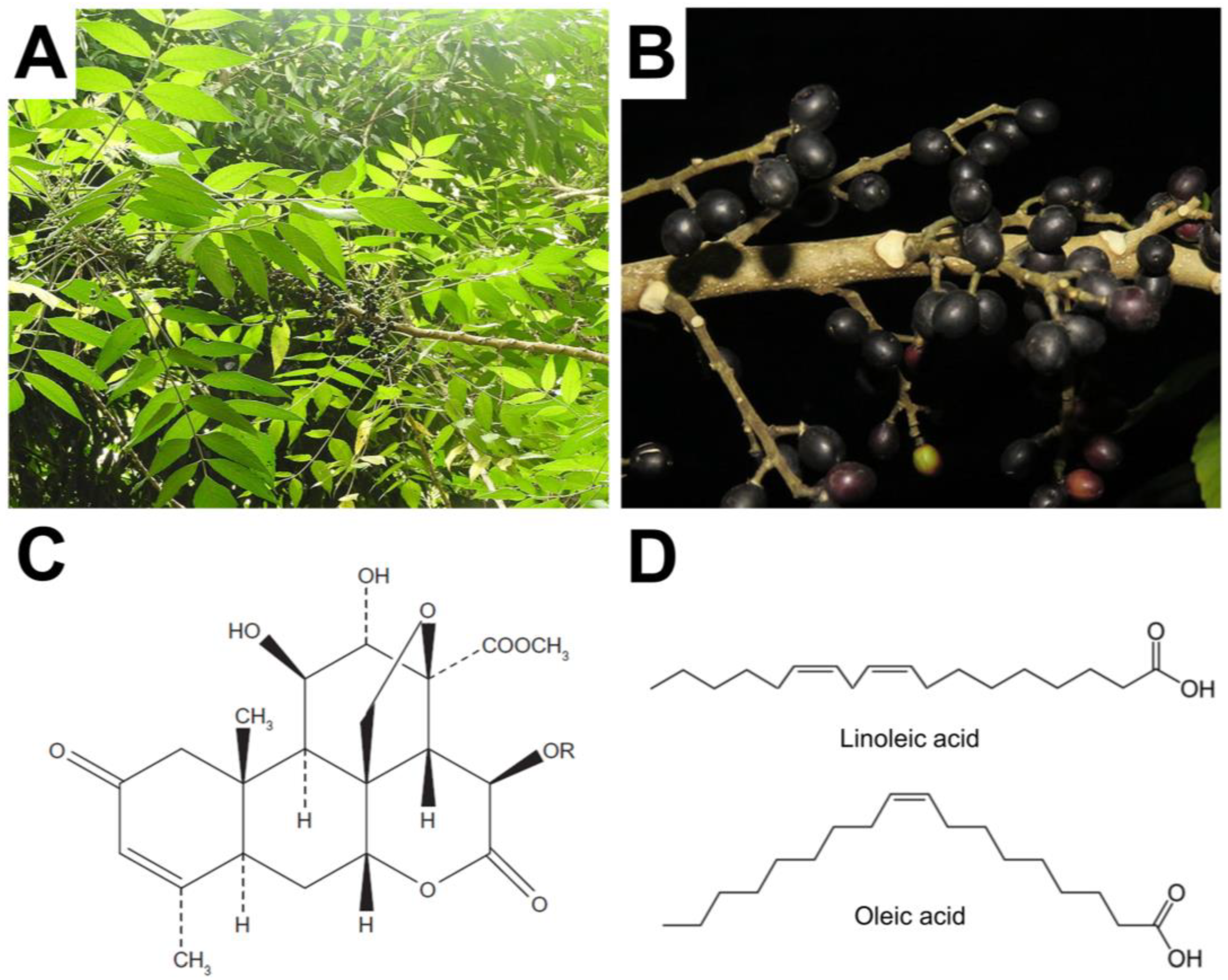 Medicinal Activities and Nanomedicine Delivery Strategies