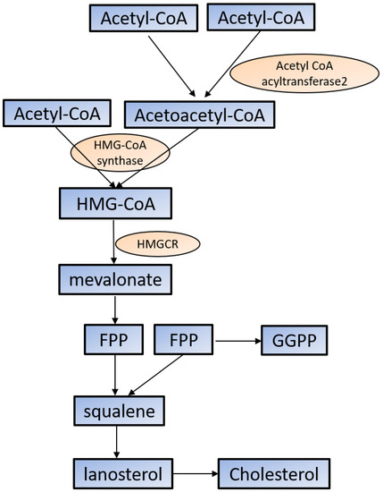 Frontiers  Microglia in Alzheimer's disease: pathogenesis