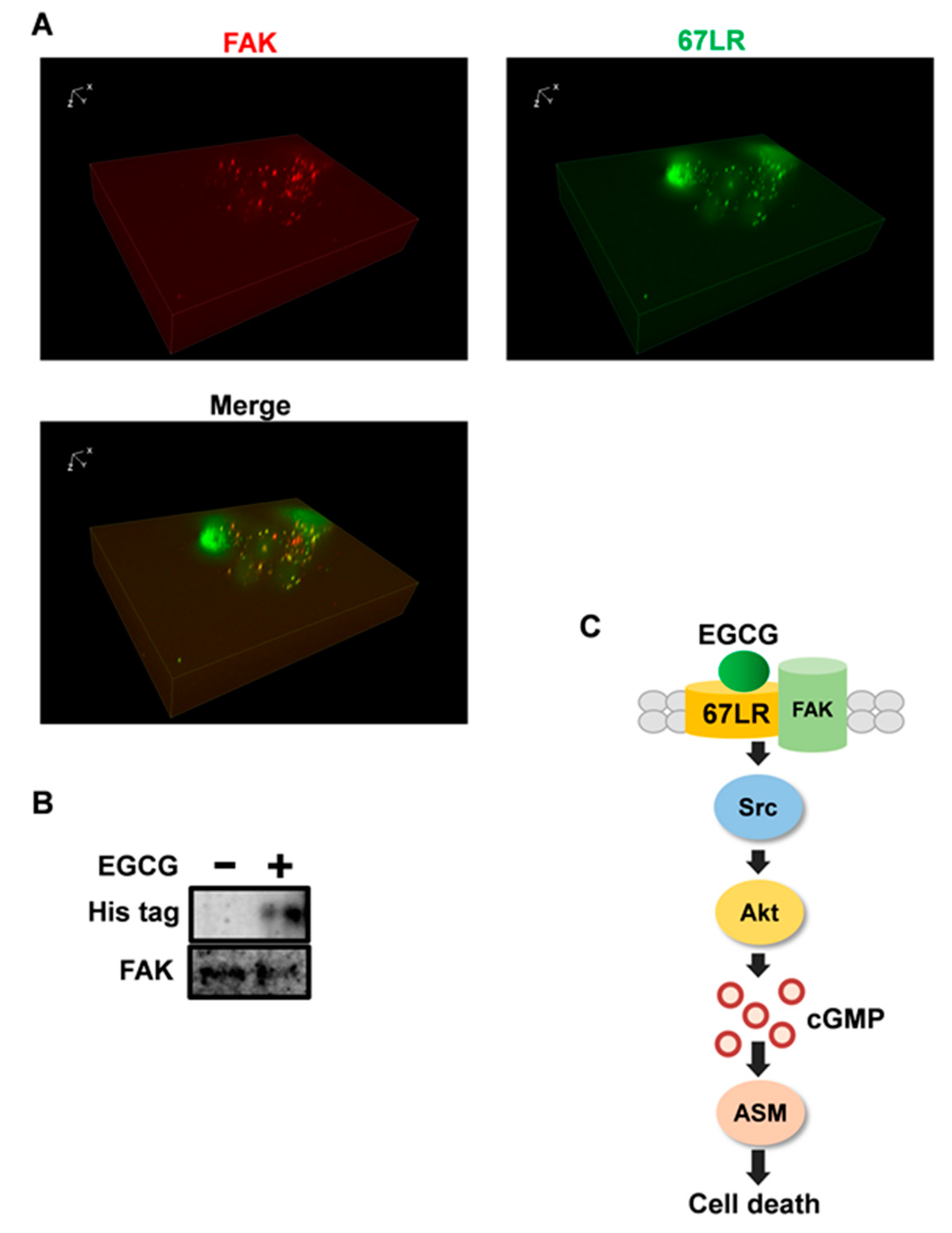 Molecules 25 05481 g004
