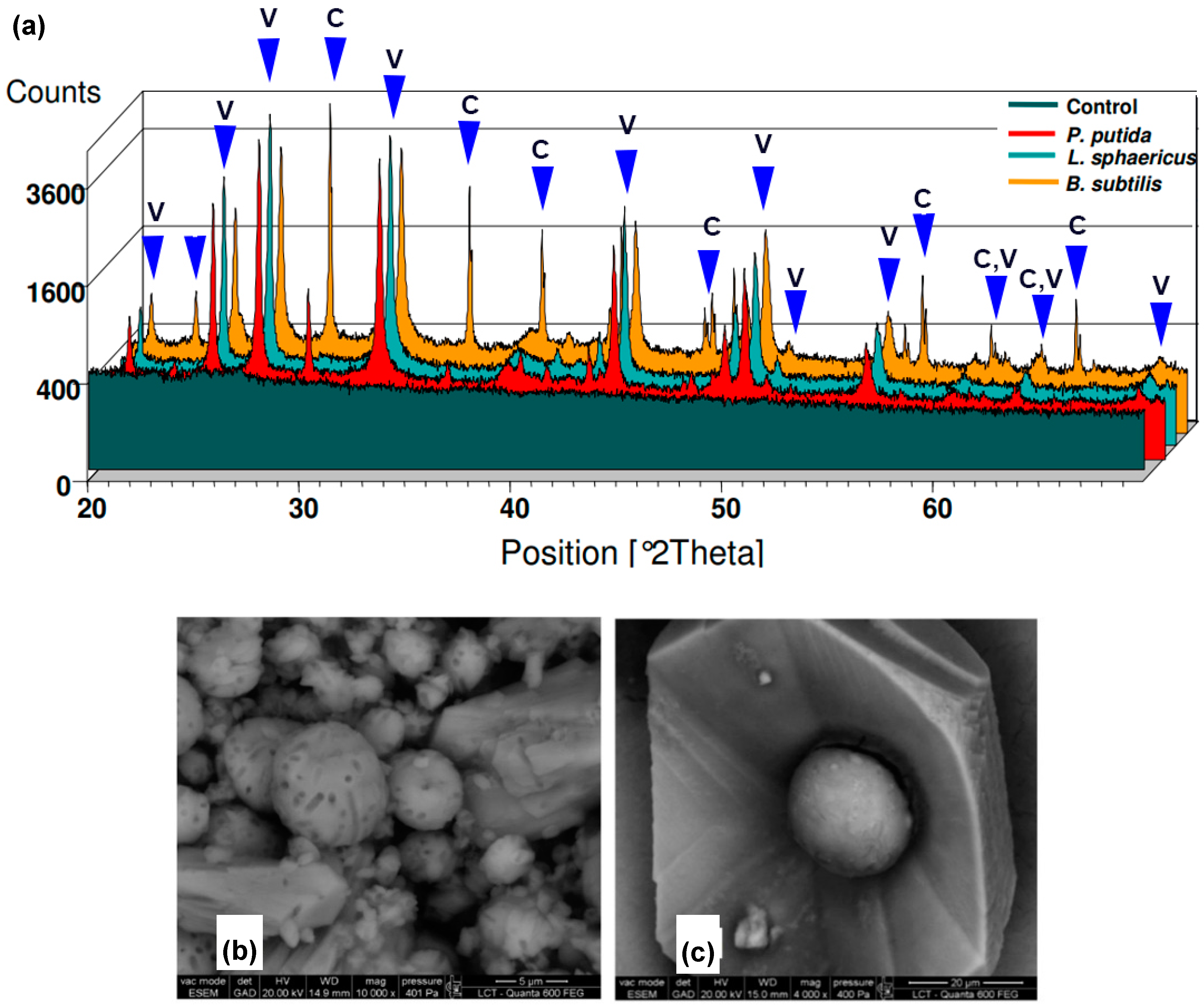 Molecules 25 05499 g003