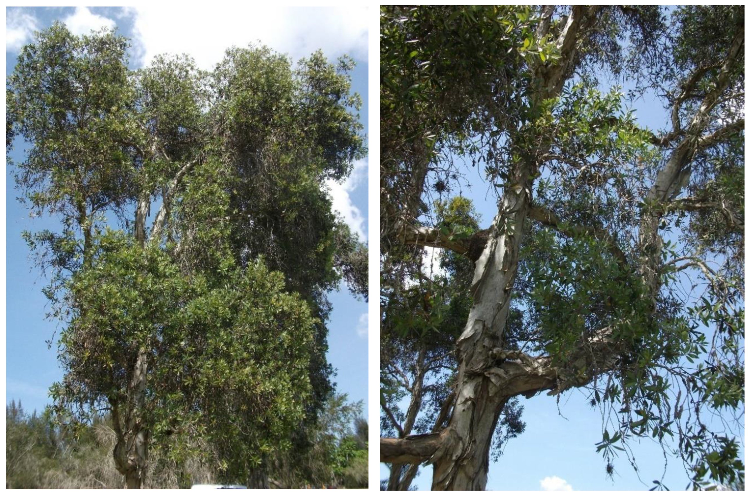 Molecules 25 05514 g001 Molecules 25 05514 g001