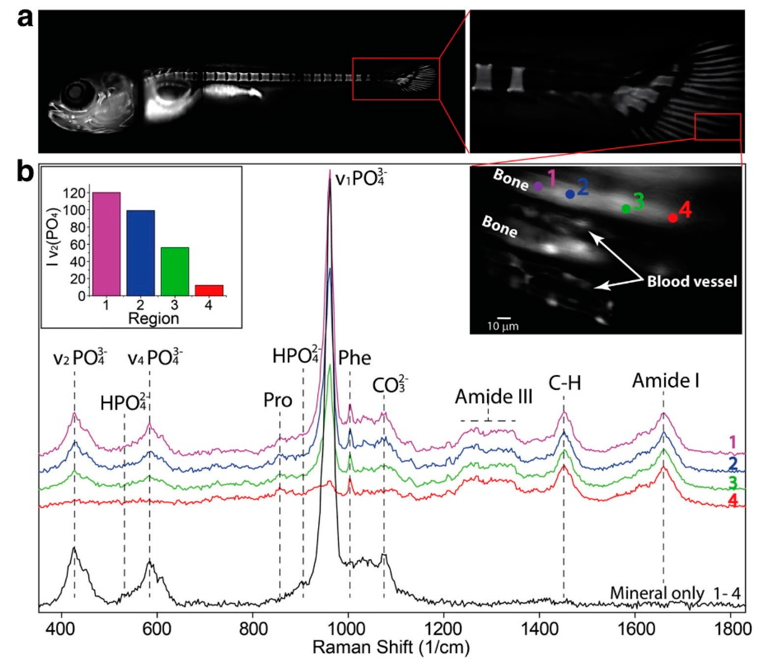 Molecules 25 05547 g004 Molecules 25 05547 g004