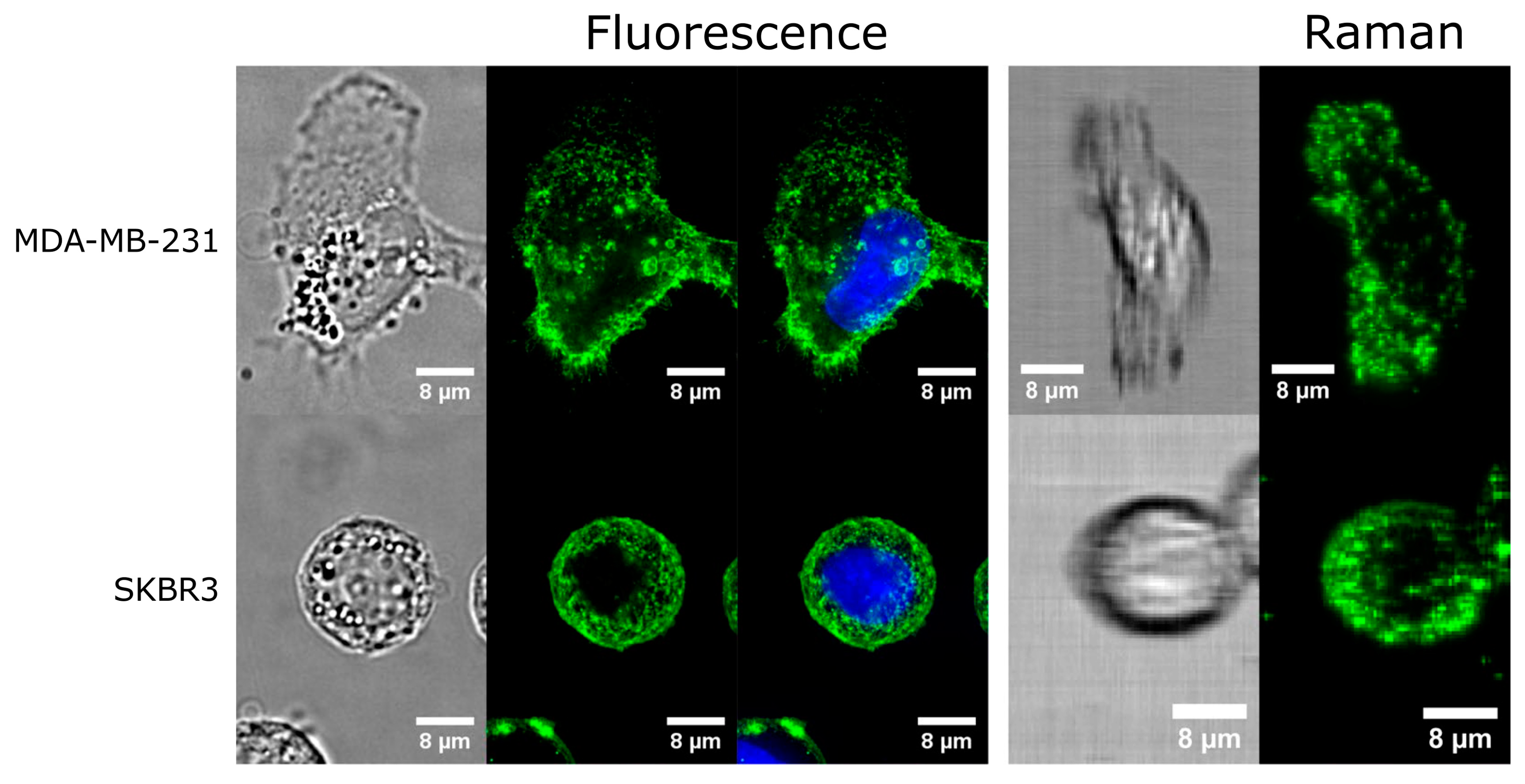 Molecules 25 05547 g005 Molecules 25 05547 g005
