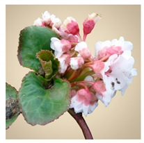 Molecules 25 05555 i001 Molecules 25 05555 i001