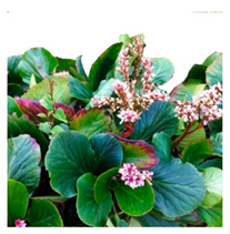 Molecules 25 05555 i002 Molecules 25 05555 i002