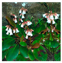 Molecules 25 05555 i003 Molecules 25 05555 i003