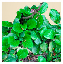 Molecules 25 05555 i006 Molecules 25 05555 i006