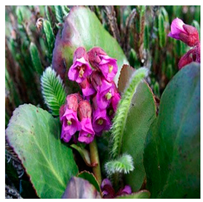 Molecules 25 05555 i008 Molecules 25 05555 i008