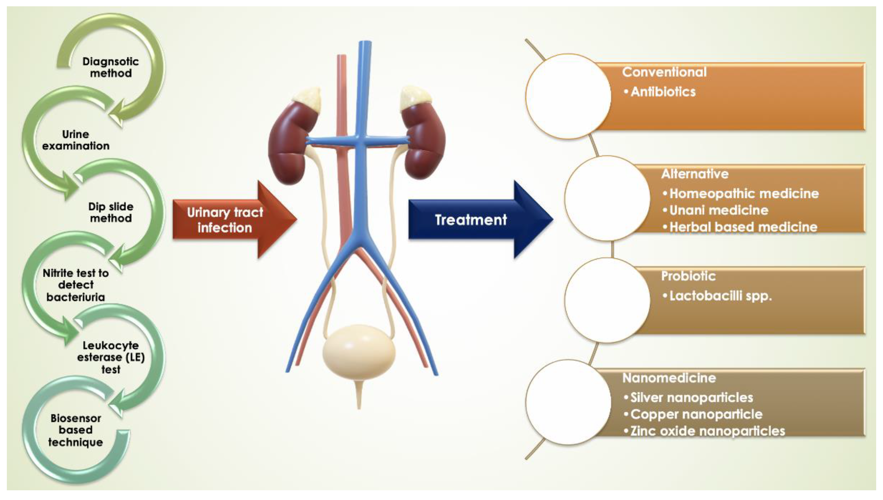 Molecules | Free Full-Text | Promising Roles of Alternative Medicine and  Plant-Based Nanotechnology as Remedies for Urinary Tract Infections