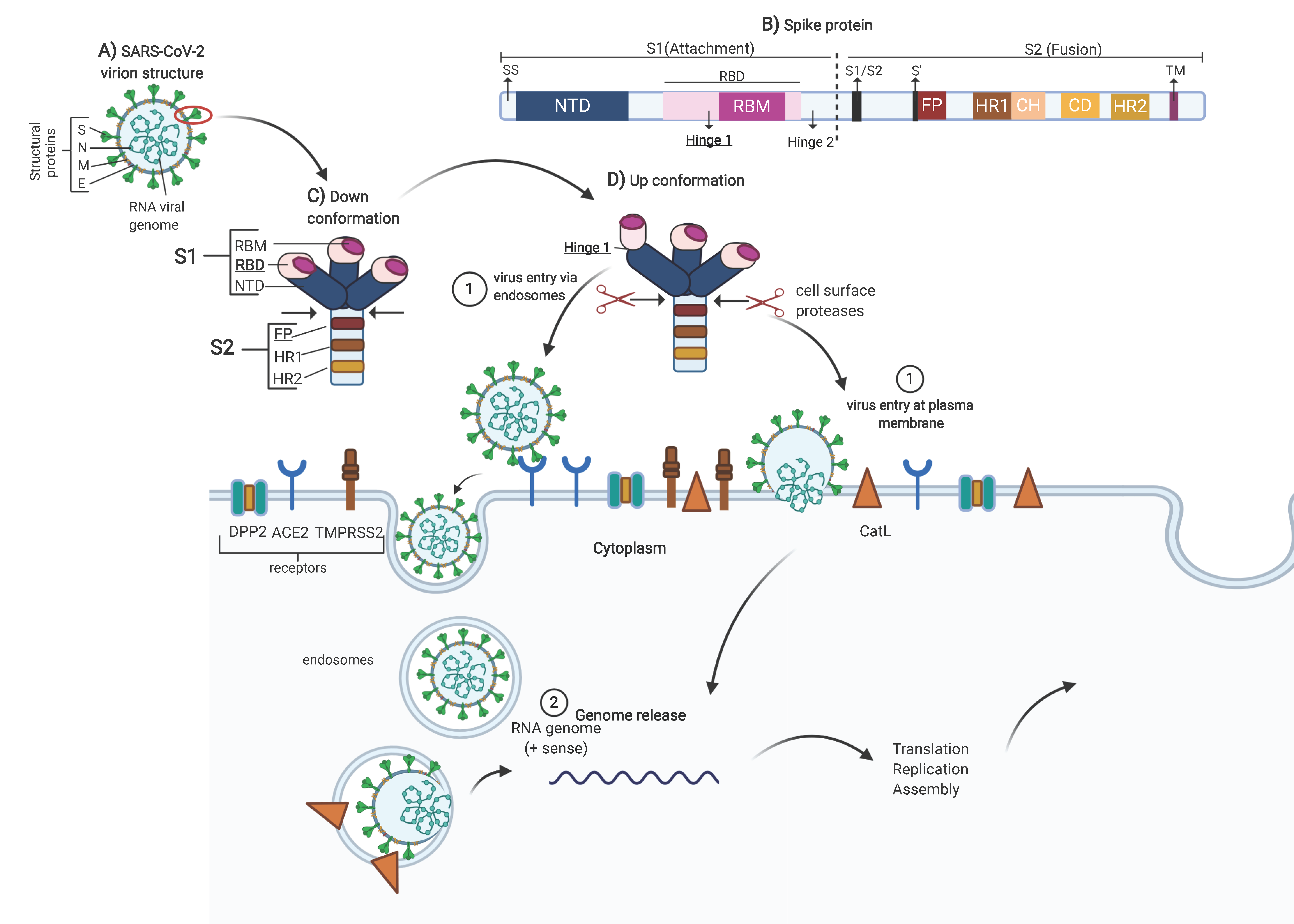 Molecules 25 05615 g001