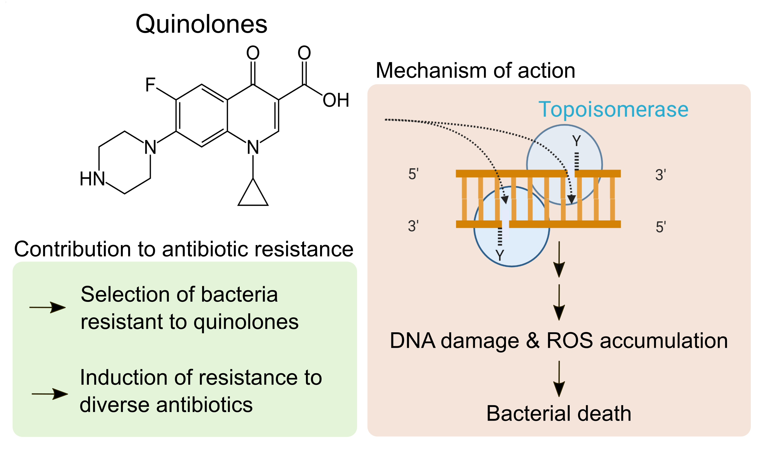 Molecules Free FullText Quinolones Mechanism, Lethality and Their