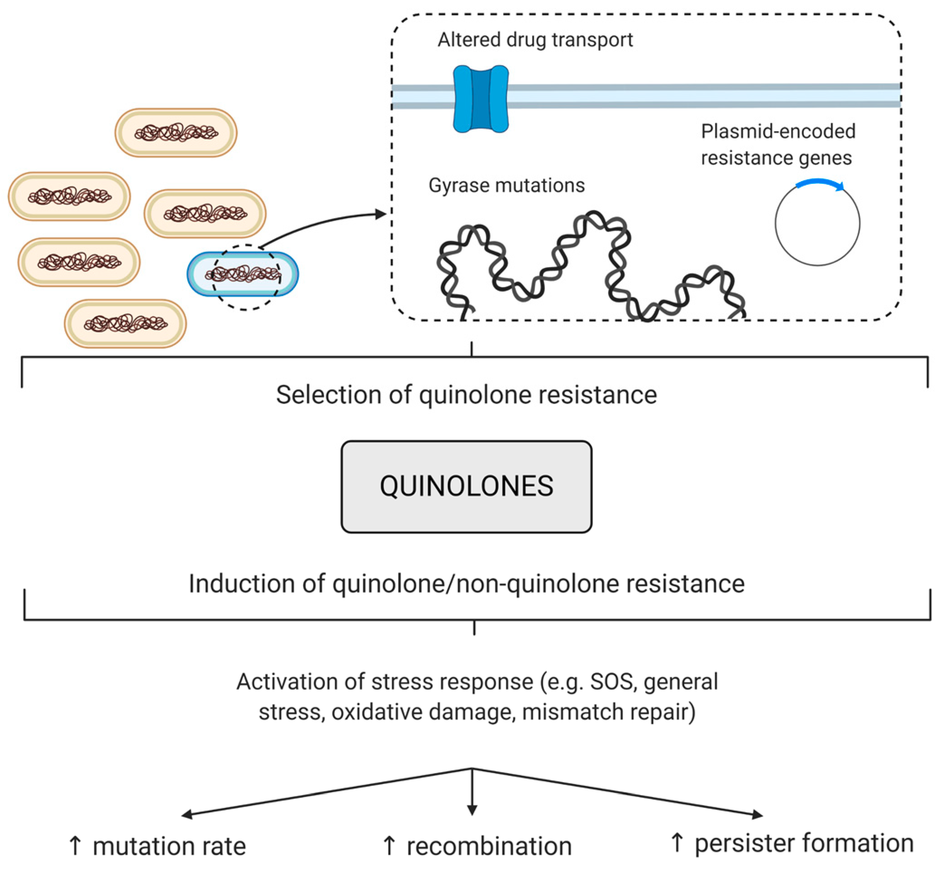 Quinolone