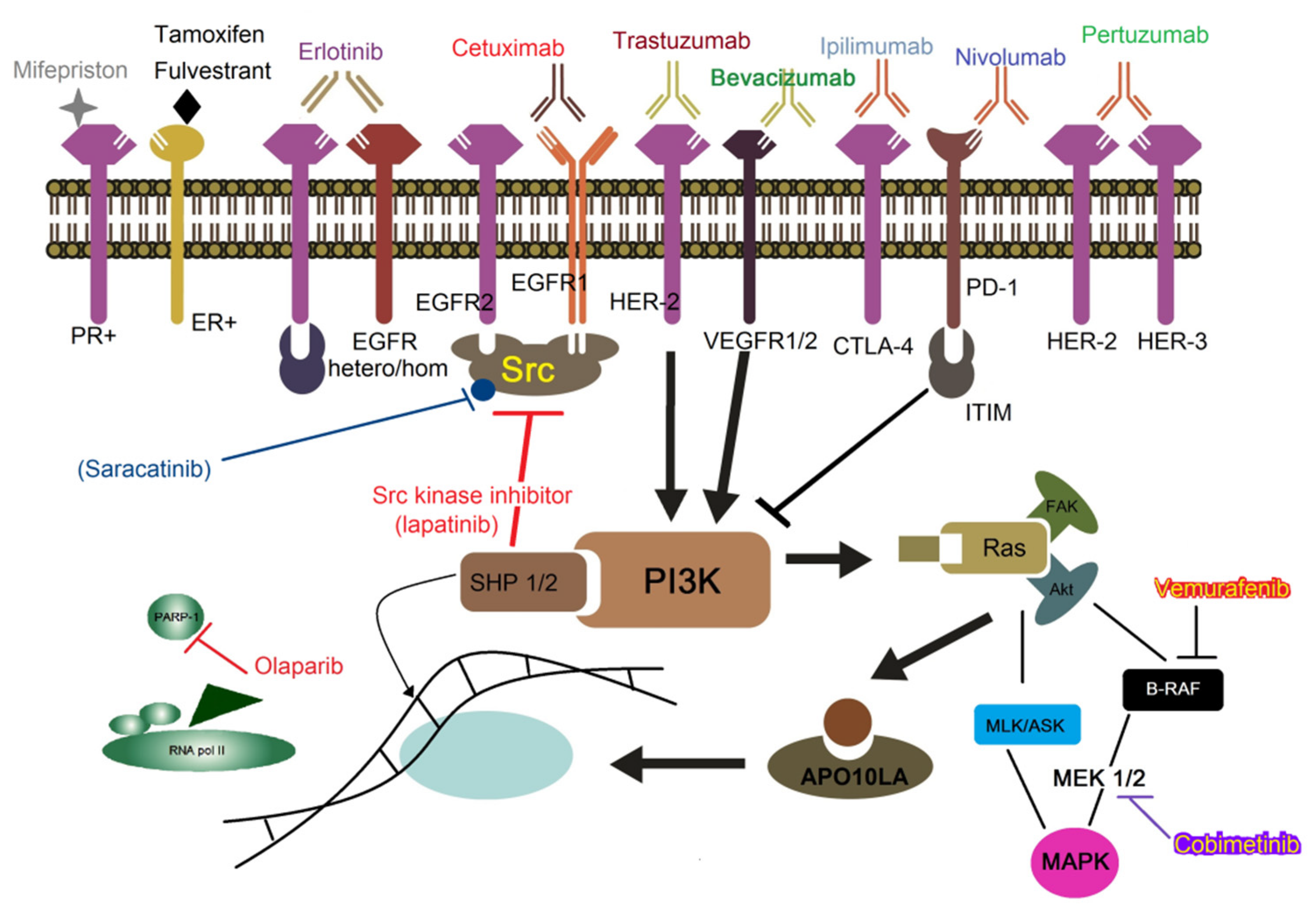 Molecules 25 05686 g001
