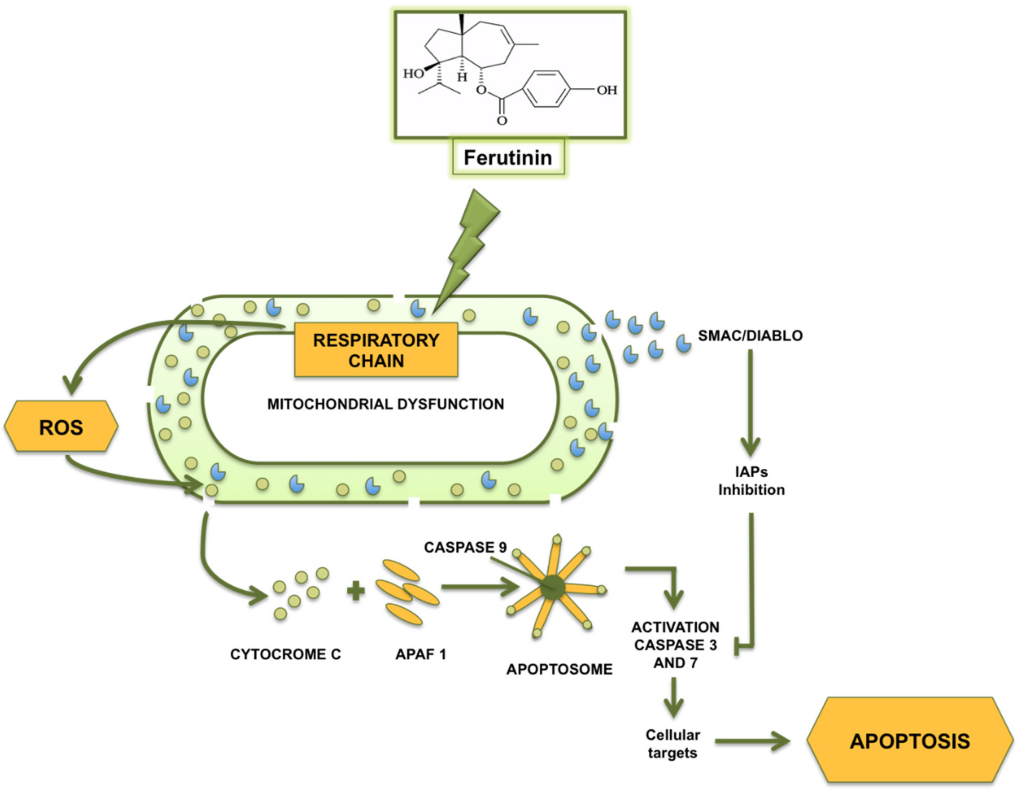 Molecules 25 05768 g004 Molecules 25 05768 g004