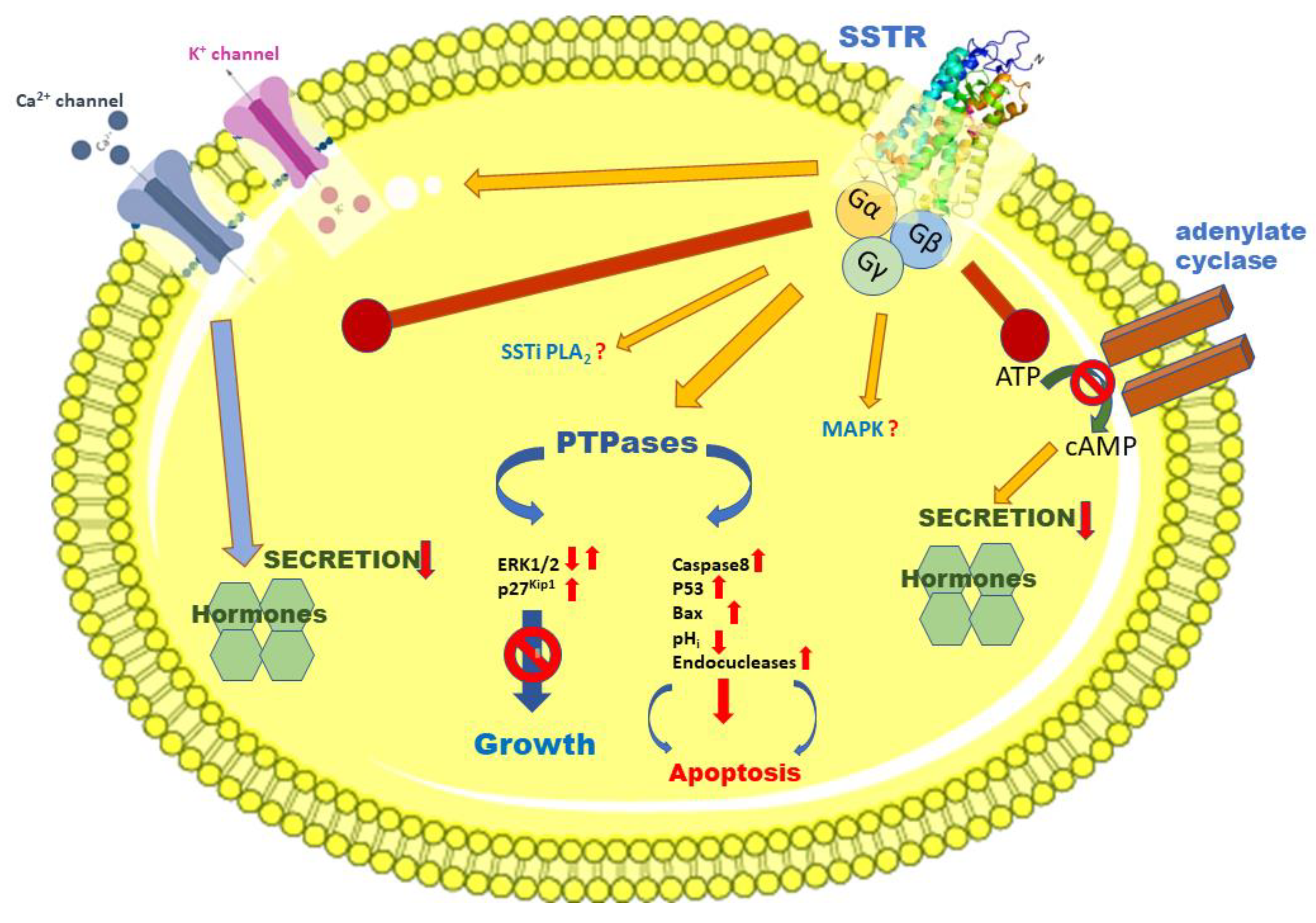 Molecules 25 05775 g004 Molecules 25 05775 g004