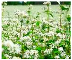 Molecules 25 05817 i001 Molecules 25 05817 i001