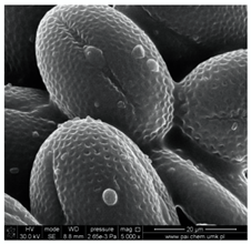 Molecules 25 05817 i002 Molecules 25 05817 i002