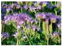 Molecules 25 05817 i005 Molecules 25 05817 i005