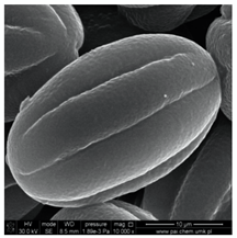 Molecules 25 05817 i006 Molecules 25 05817 i006