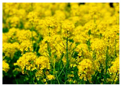 Molecules 25 05817 i007 Molecules 25 05817 i007