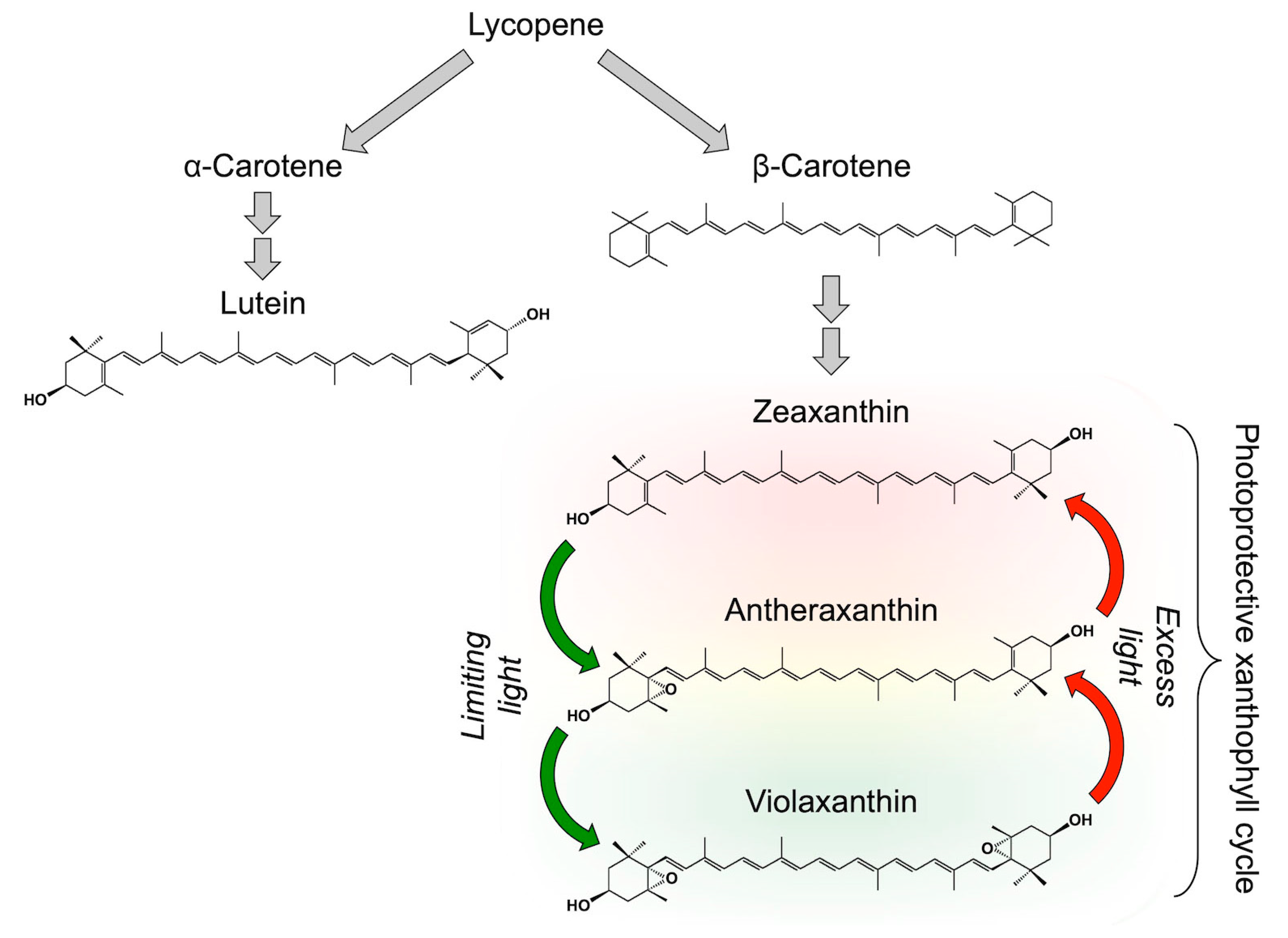 Zeaxanthin, a Molecule for Photoprotection in Many Different Zeaxanthin, a Molecule for Photoprotection in Many Different