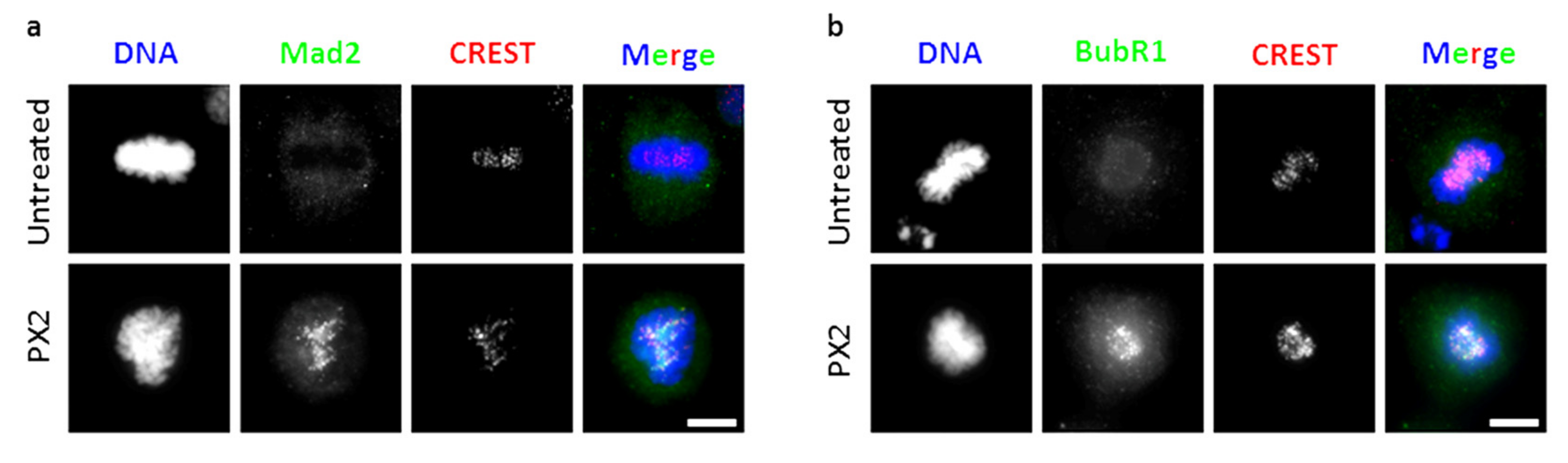 Molecules 25 05845 g005